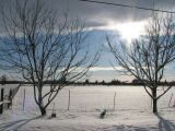 Winter Field 1